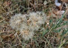 DANDELION CLUSTER 